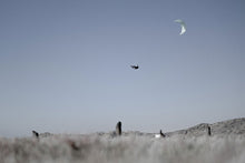Lade das Bild in den Galerie-Viewer, action_shot