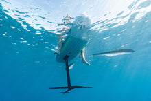 Cargar imagen en el visor de la galería, action_shot